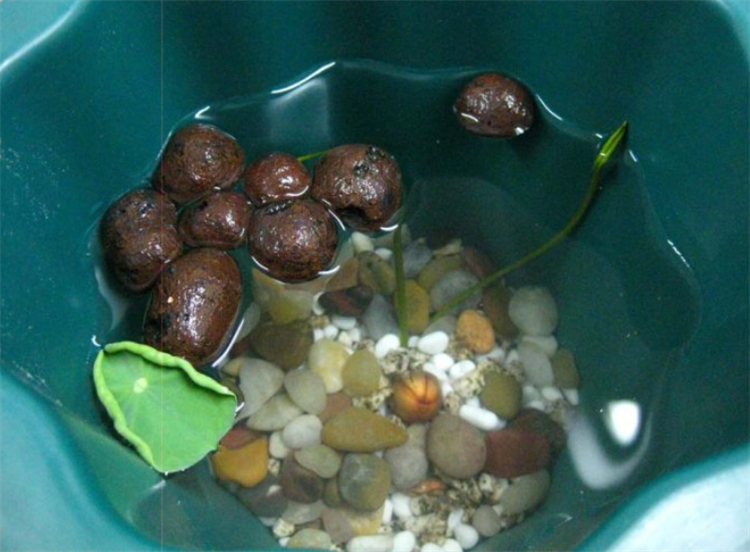 碗莲无土栽培会开花吗?营养保证是关键,情况换水避免腐烂,花美