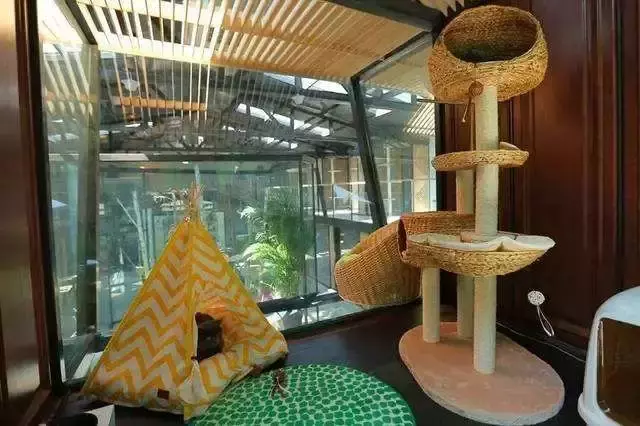 猫的过继有什么注意事项？