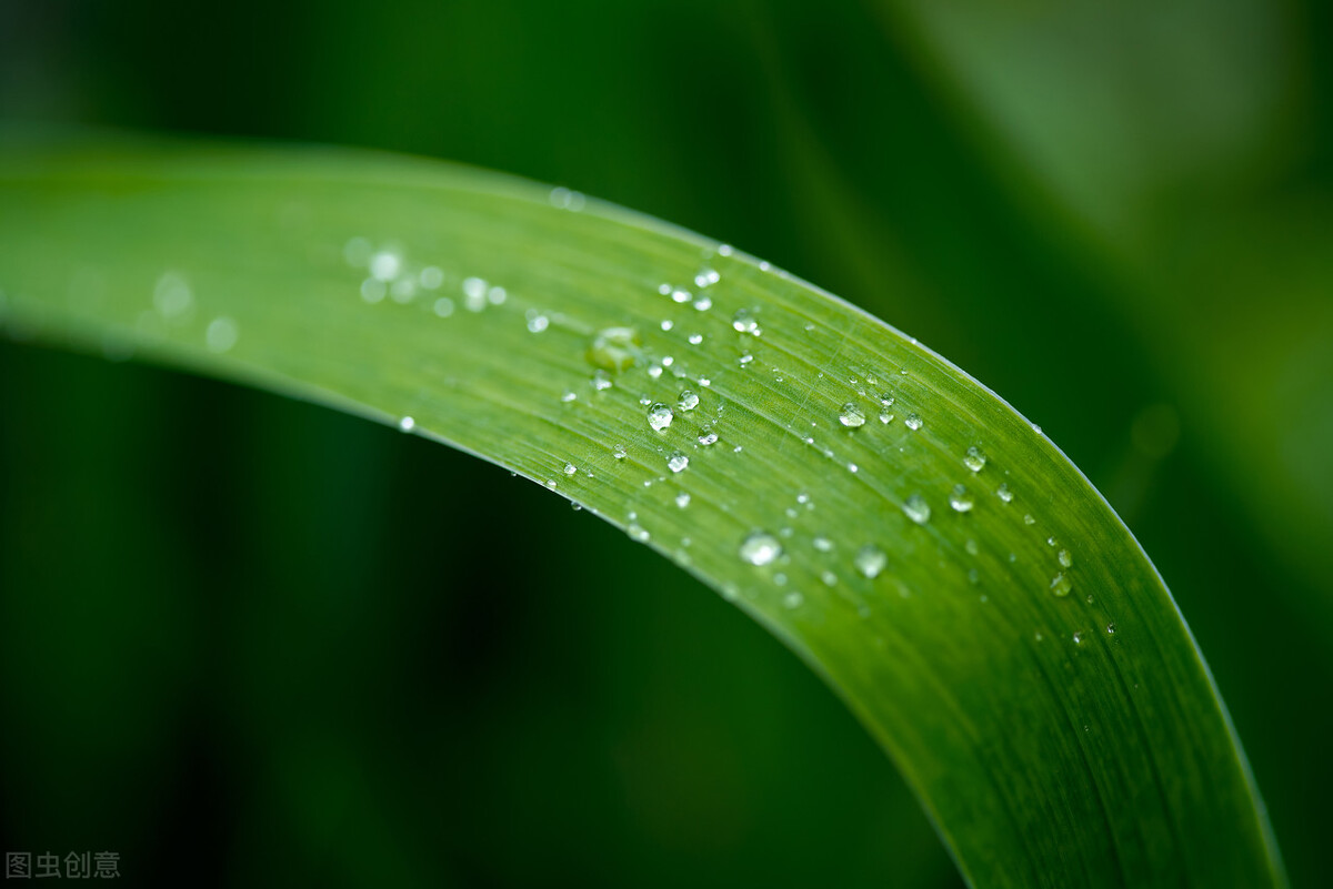 浅夏淡过花开时，听落雨如诗，听时光滴落，听年华漫过水岸