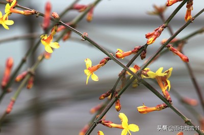 迎春花易栽培 初冬将它冻一冻 春节开花更鲜艳 花朵特别美 佳辰