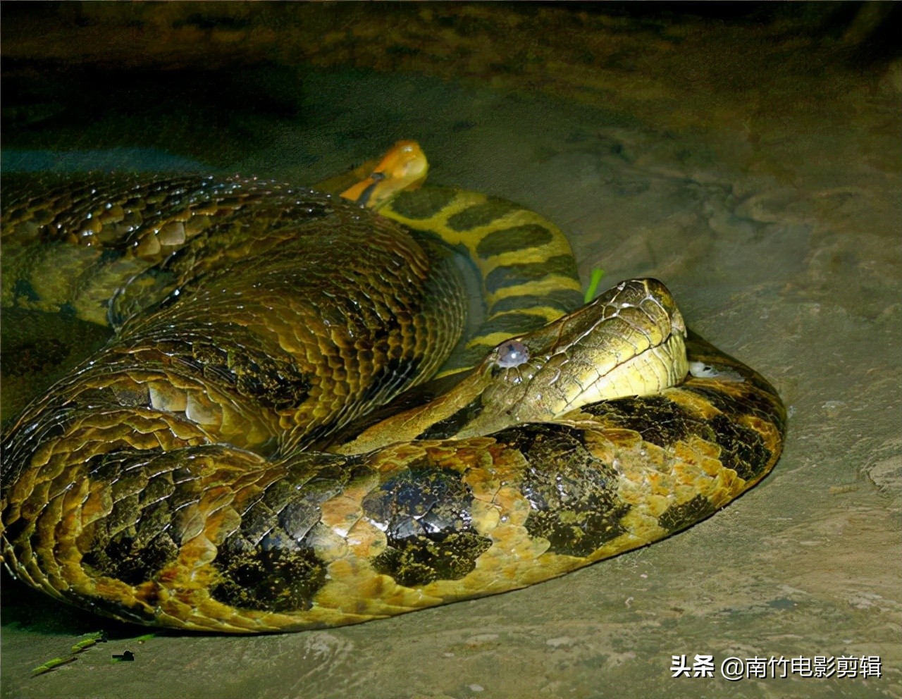 亚马逊森林 恐怖生物图片