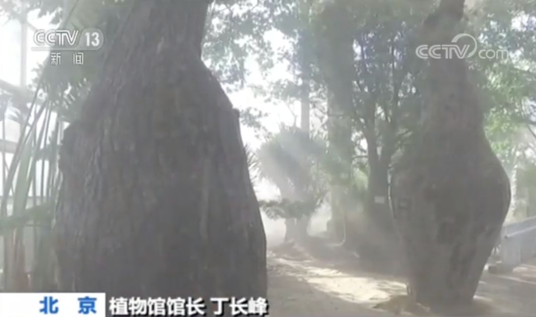 什么树最高？什么树会“武术”？植物也有大智慧