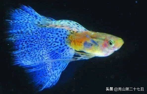 10大最好养又好看的观赏鱼，草金鱼榜首，孔雀鱼第九