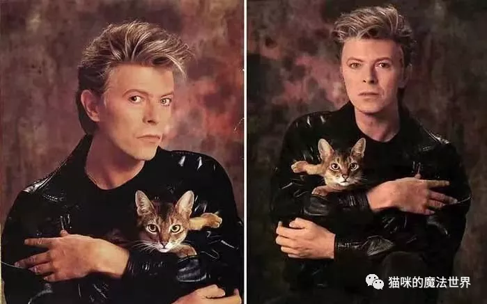 猫咪品种大盘点15:阿比西尼亚猫