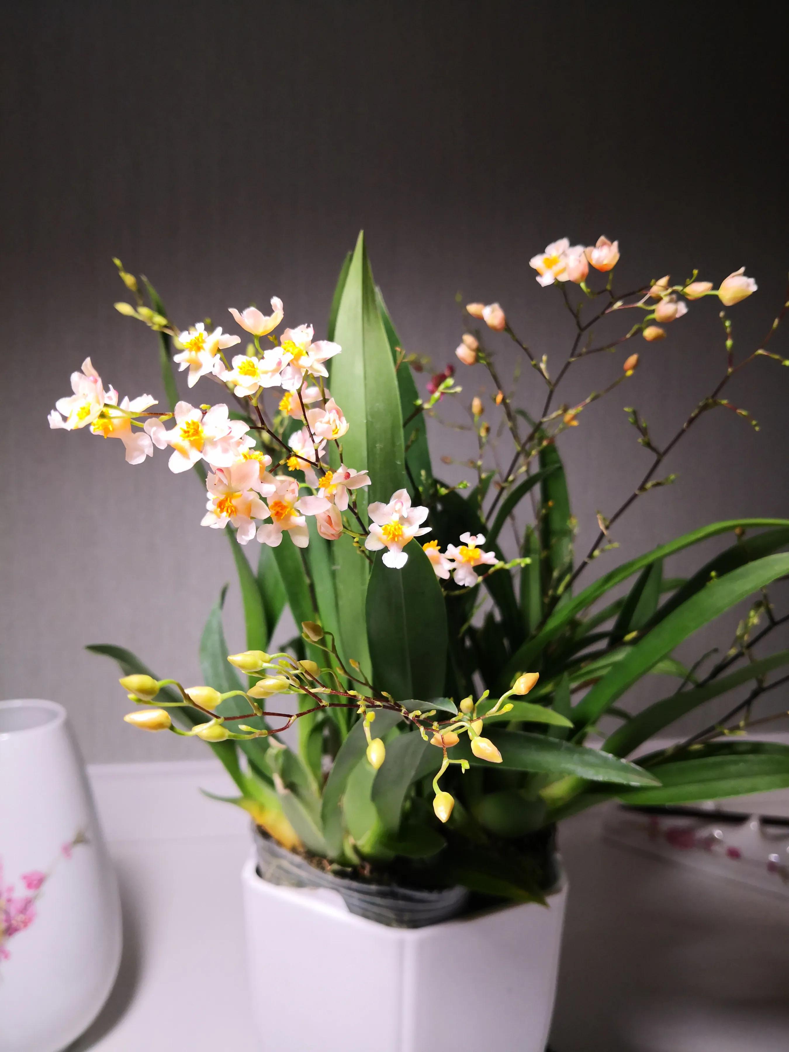 手拍世界（手机摄影平台）-群员作品集（总第733期）