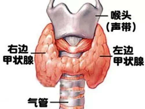 广西甲亢医院哪里好(甲状腺结节至少5%是恶性，广西医科大一附院甲状腺疾病一体化诊治中心一站式服务)