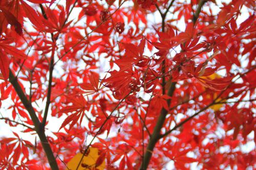 南京大学近三年各省录取分数线