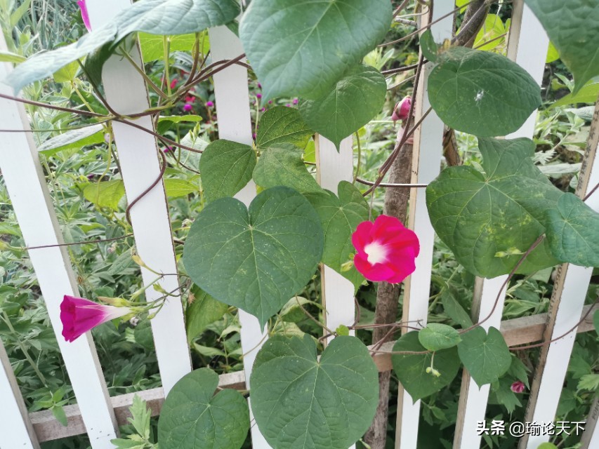 花草吟系列之《也咏牵牛花》