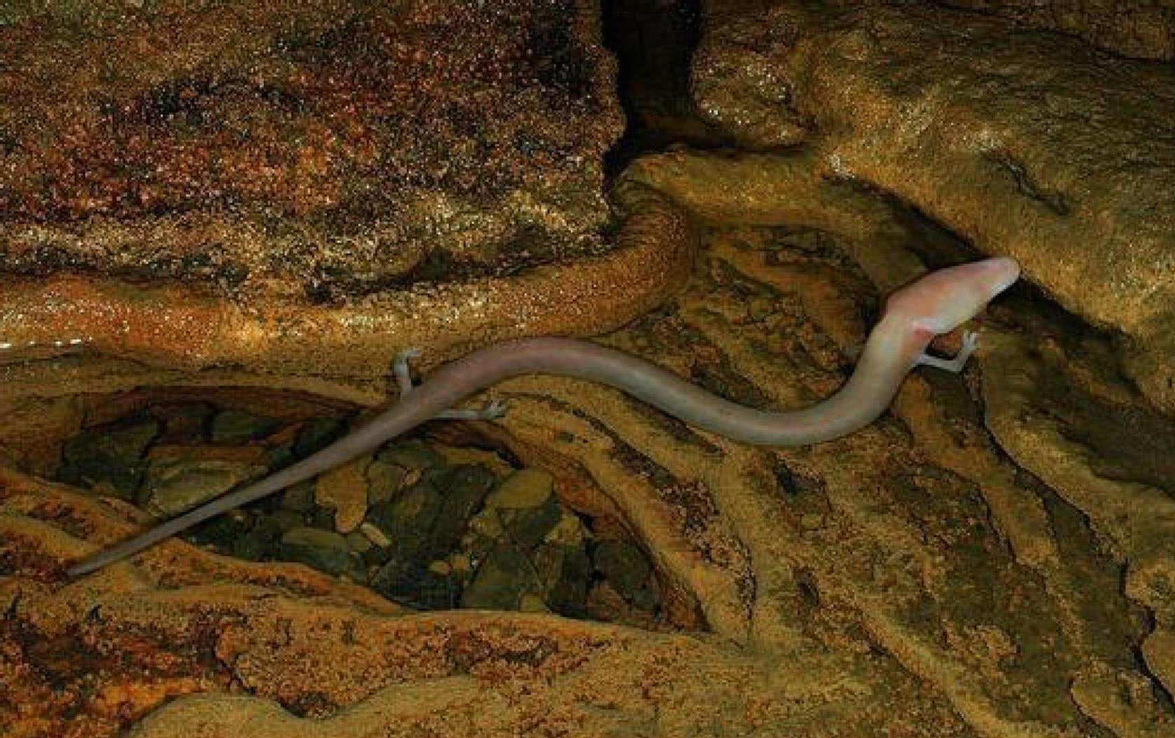 7年交配一次的洞螈,为什么懒到连交配都间隔这么久?