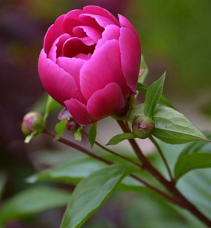 芍藥花圖片,芍藥花圖片大全大圖