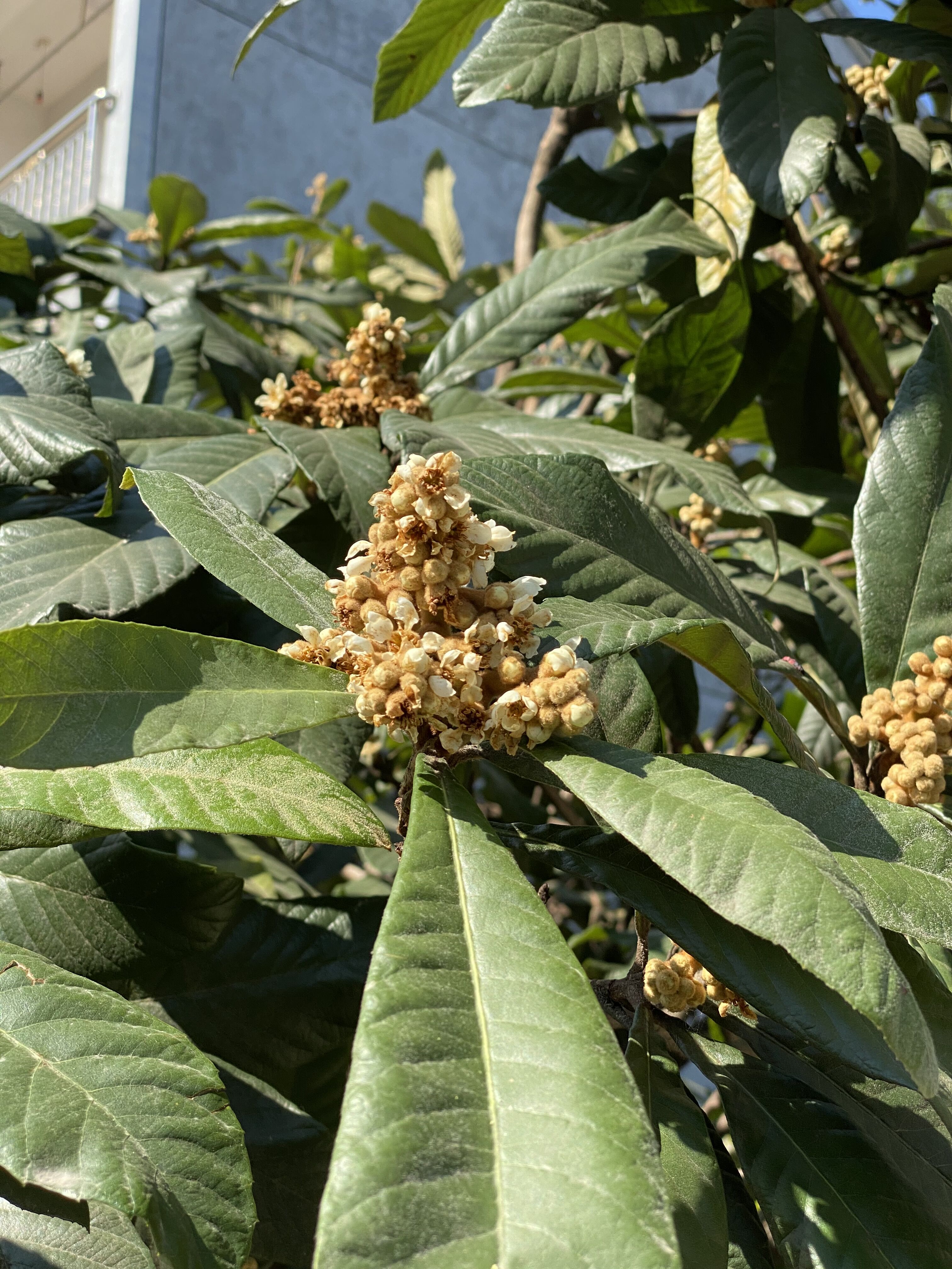 枇杷是幾月份成熟的(枇杷樹冬天開花,春天結果,這期間做好養護,來年