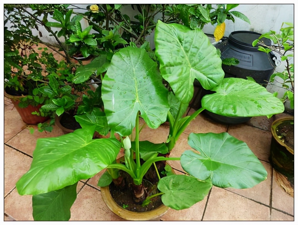 越漂亮的花越“有毒”！快来认识这12种大毒花，涨“知识”不吃亏