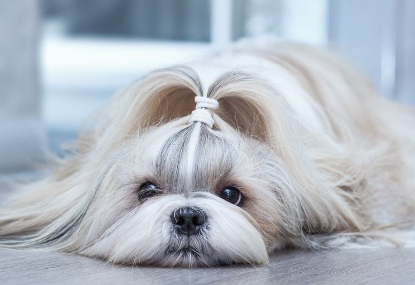 这六种小型犬最适合父母养，身体素质好不爱生病，还会哄老人开心