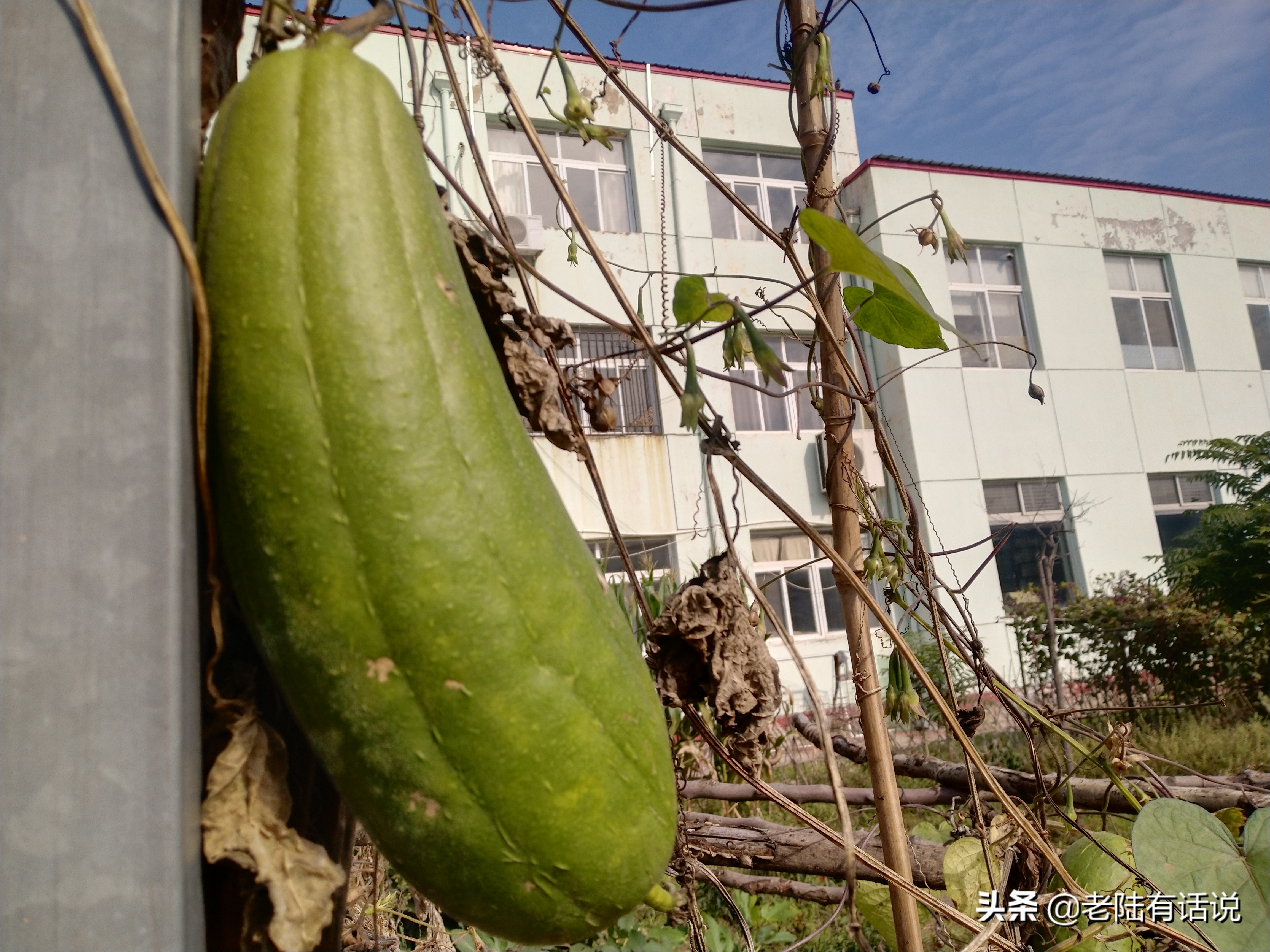 我的城市小菜园，我的田园之梦，金秋收获绿色食品