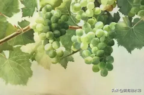 晶莹剔透、颗颗动人,水彩葡萄,真的太诱人了!