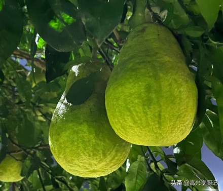 柚子不分公母！买柚子，记住“6买6不买”，皮薄肉多甜度高