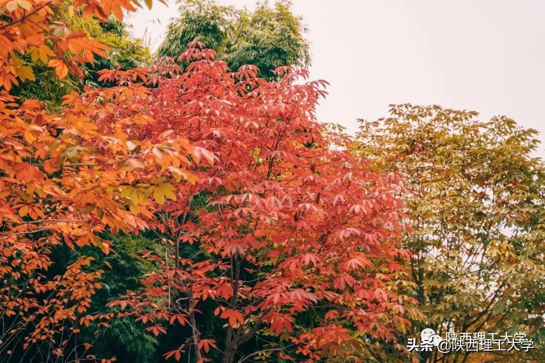 夕阳西下，带你抓住秋天的尾巴