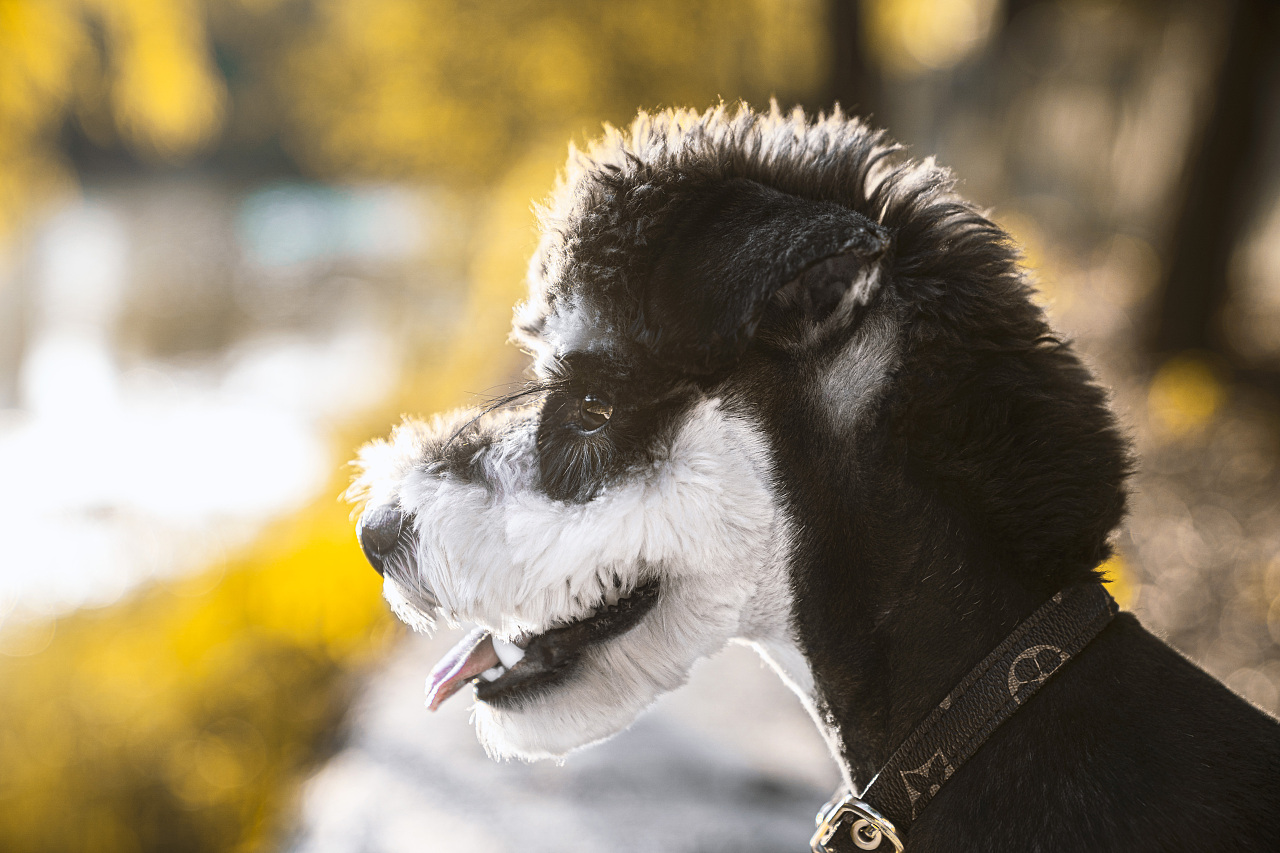 最受大家欢迎的小型犬，到底有哪几种？一起来看看