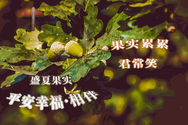 采摘一缕阳光，照亮你的每一天；采摘一缕芳香，让香气伴你入眠