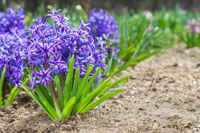 3月15日花語:款冬蒲公英,生日花語早熟_達一風水網