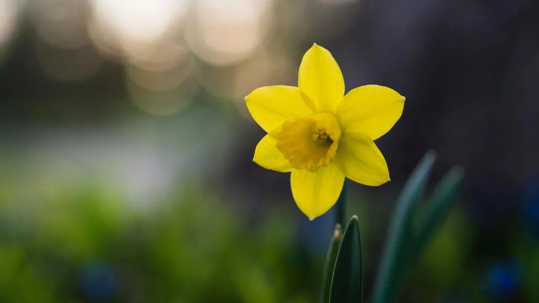 水仙花开迎春来，古诗词里的水仙花，素洁幽雅，超凡脱俗