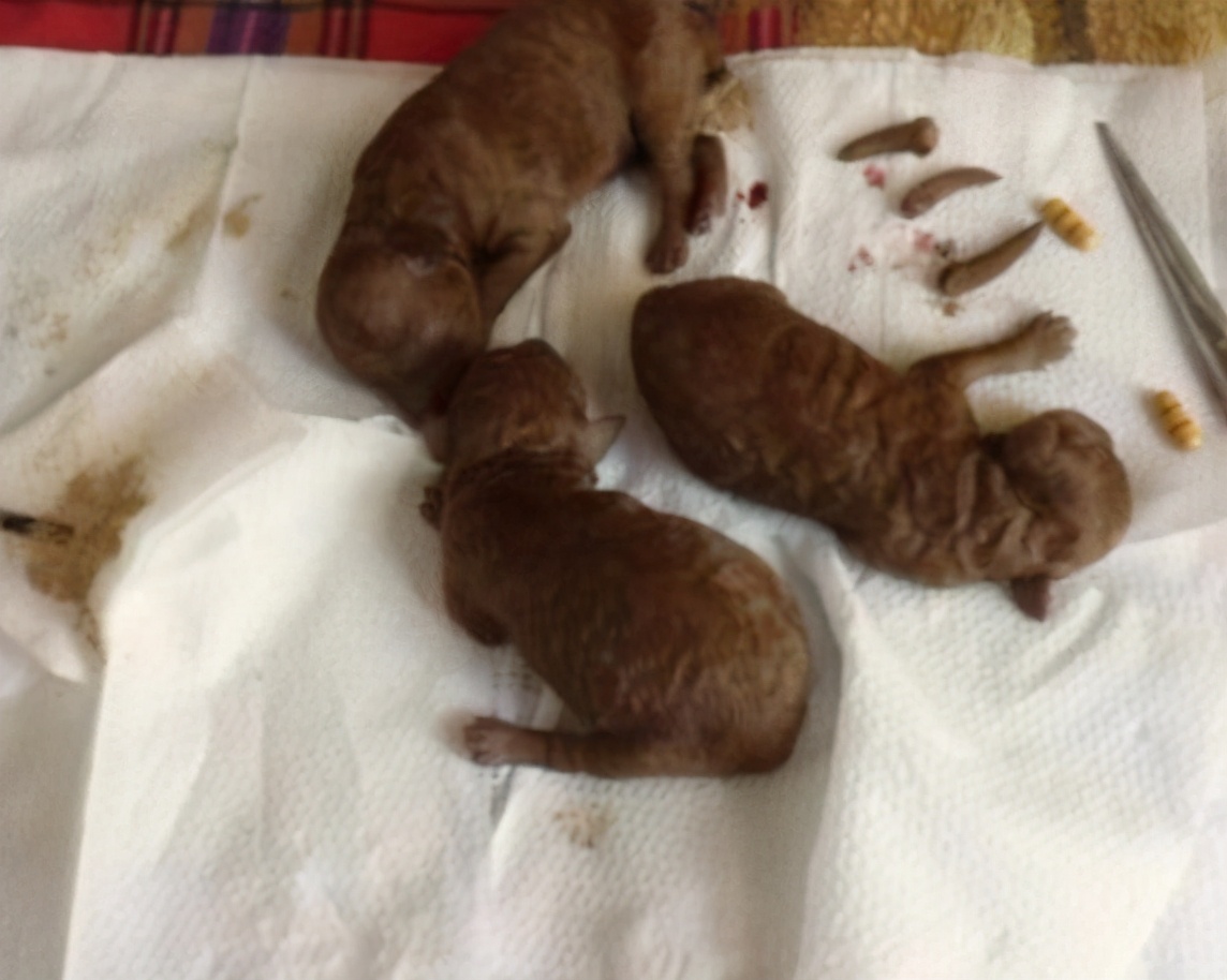 给泰迪犬断尾的五个"作用",懂行的人都会这样做