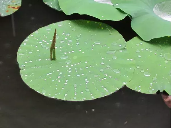 寻一处静谧，赶一场春雨