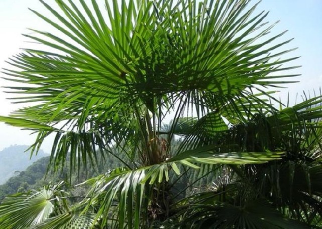 棕榈有哪些 棕树的品种图片-诚智百科网