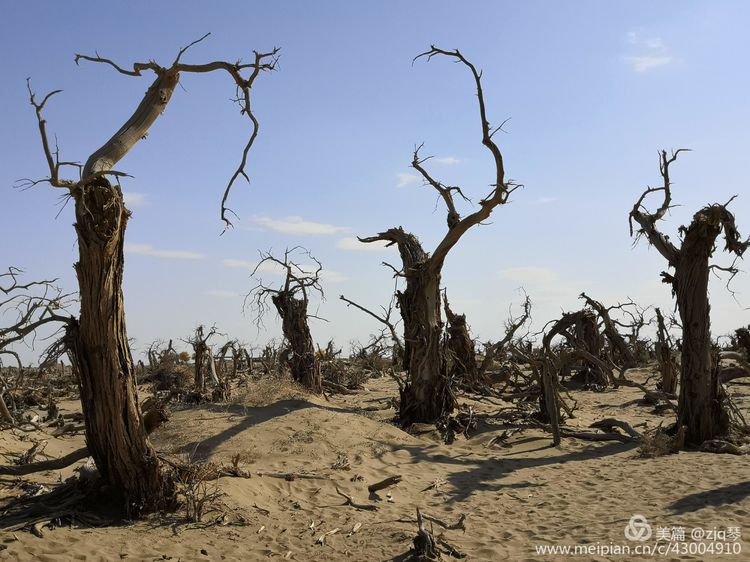2019西北行｜胡杨：生而千年不死，死而千年不倒，倒而千年不朽