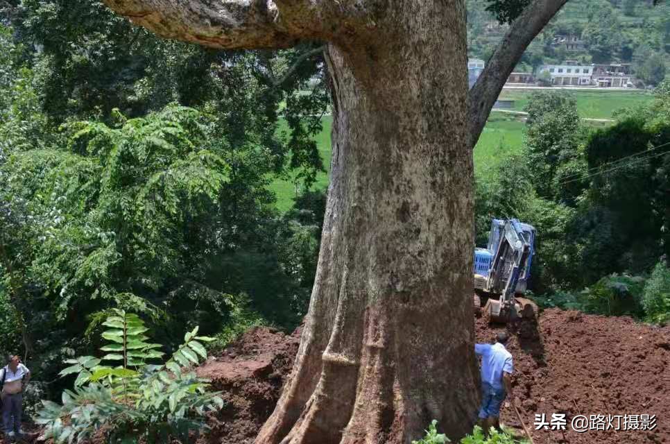 渡劫失败(贵阳发现4300年金丝楠木，因渡劫失败被火焚烧，如今价值上亿元)