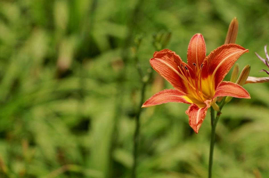 忘忧草怎么养护,学会这些方法,长得绝对好