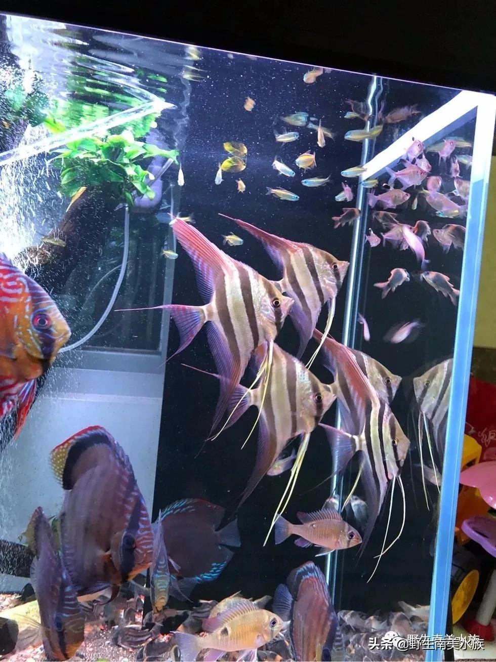 神仙鱼繁殖埃及神仙鱼繁殖