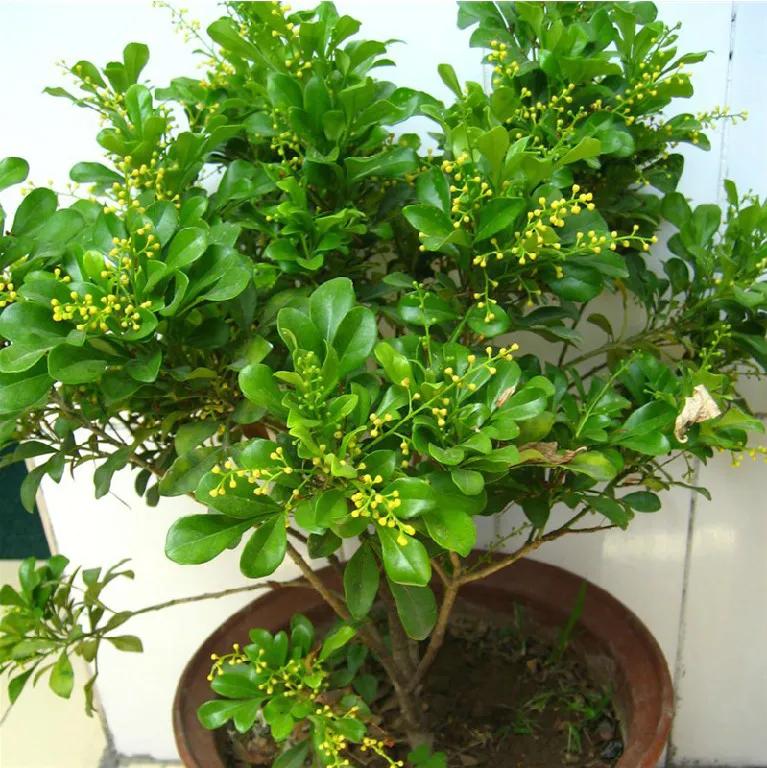 紫罗兰有毒吗（100种室内盆栽花草图鉴）