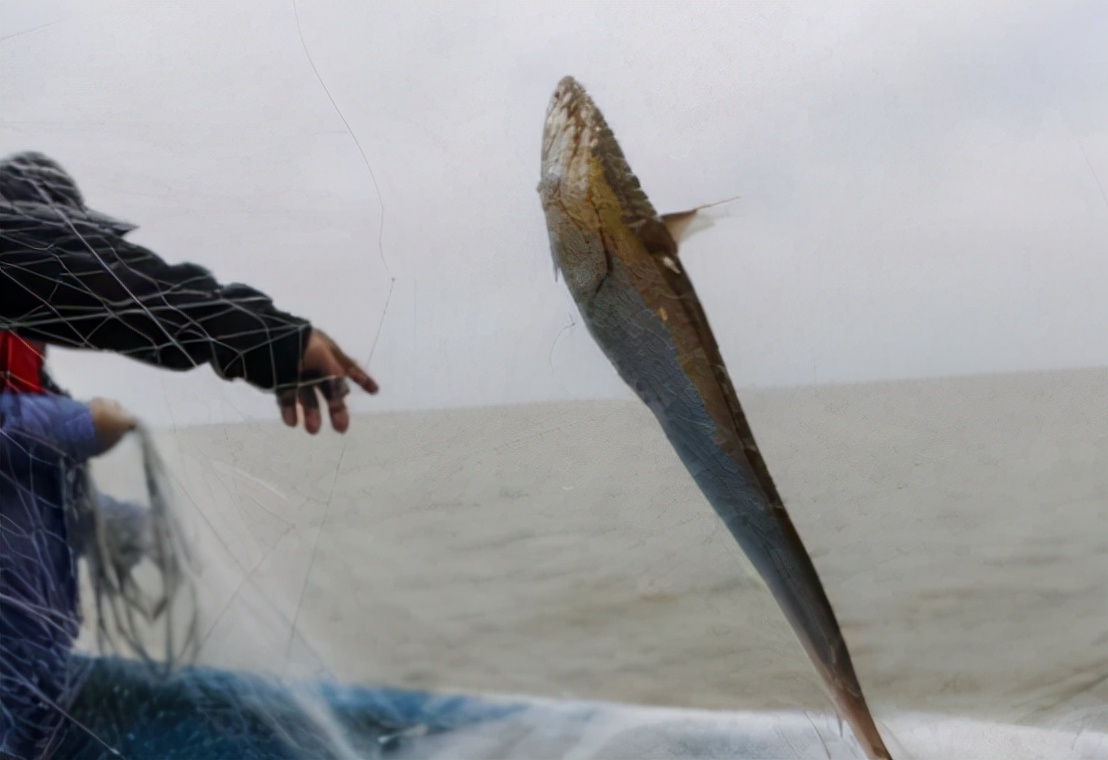 鲥鱼多少钱一斤(有钱也吃不到) - 价格百科