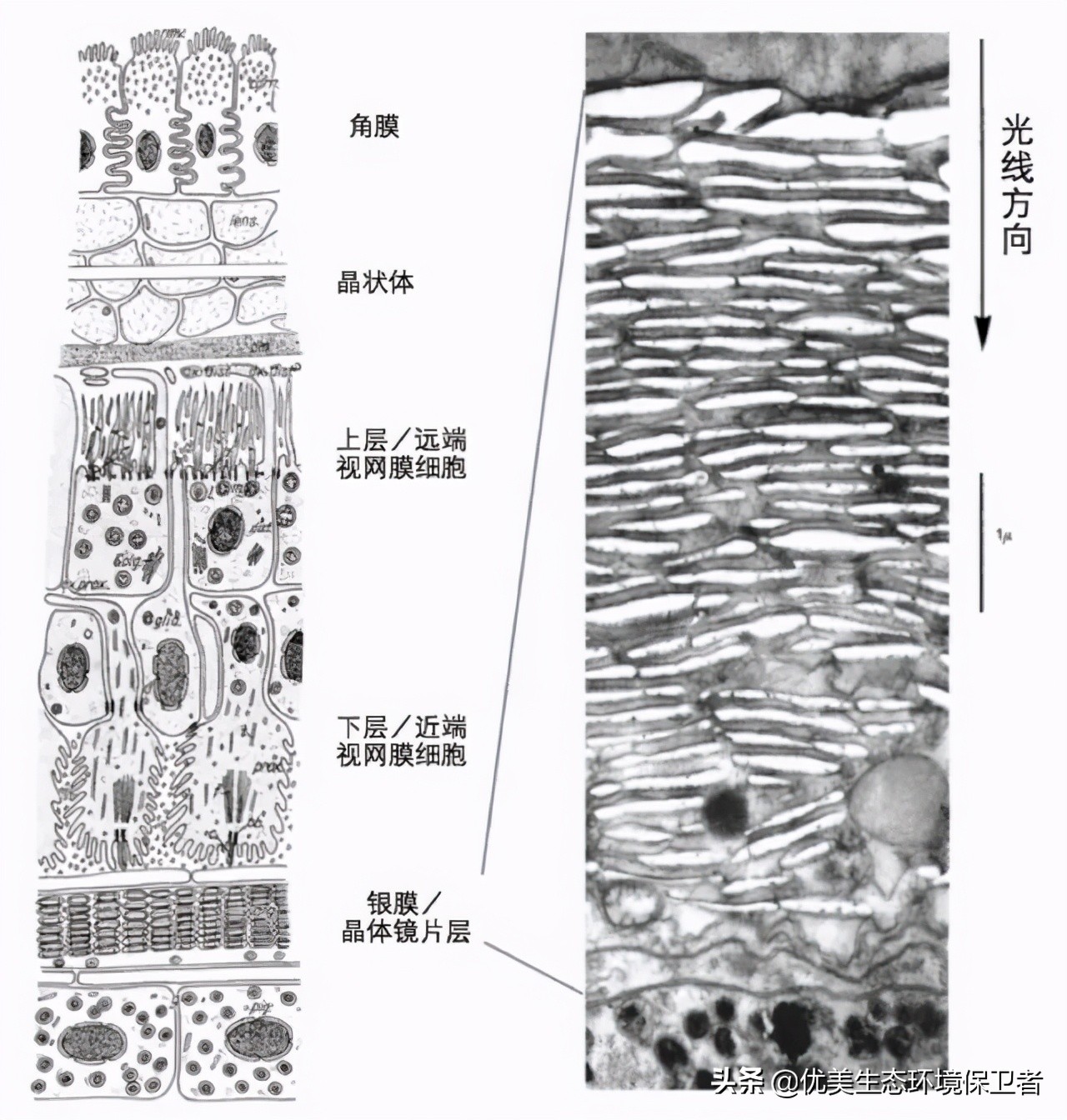 扇贝的眼睛在哪里（动物界的天文望远镜介绍）