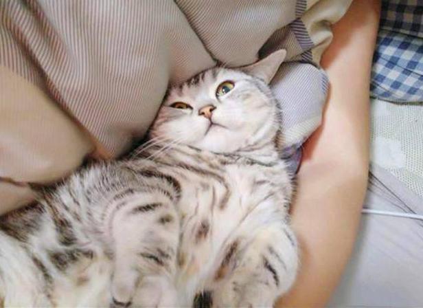 什么猫好养