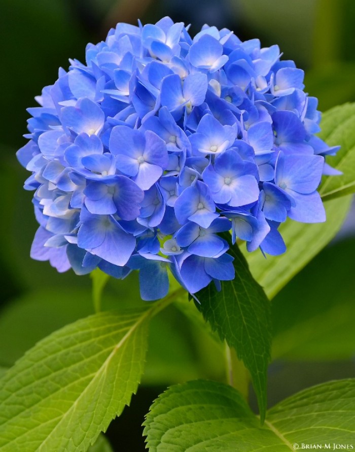 紫罗兰有毒吗（100种室内盆栽花草图鉴）
