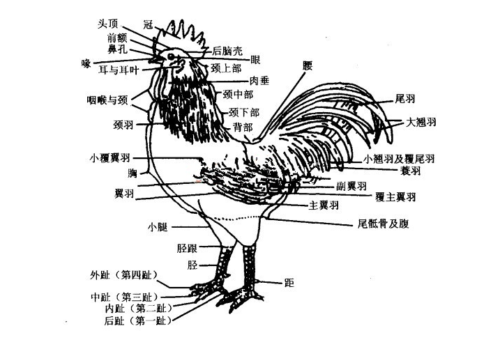 鸡下巴垂着的那块叫什么（鸡体表各部位名称及知识讲解）