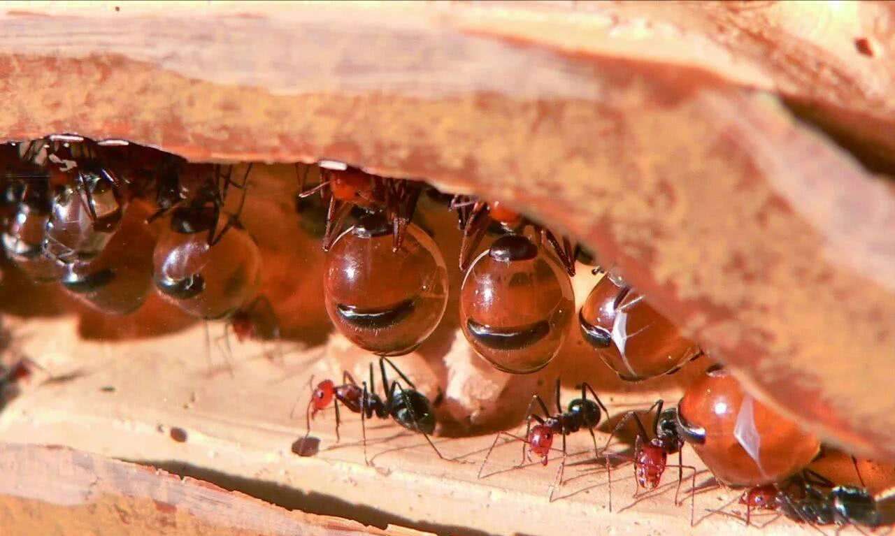 身长大蜜罐，爱吃花蜜，你见过这种蚂蚁吗？