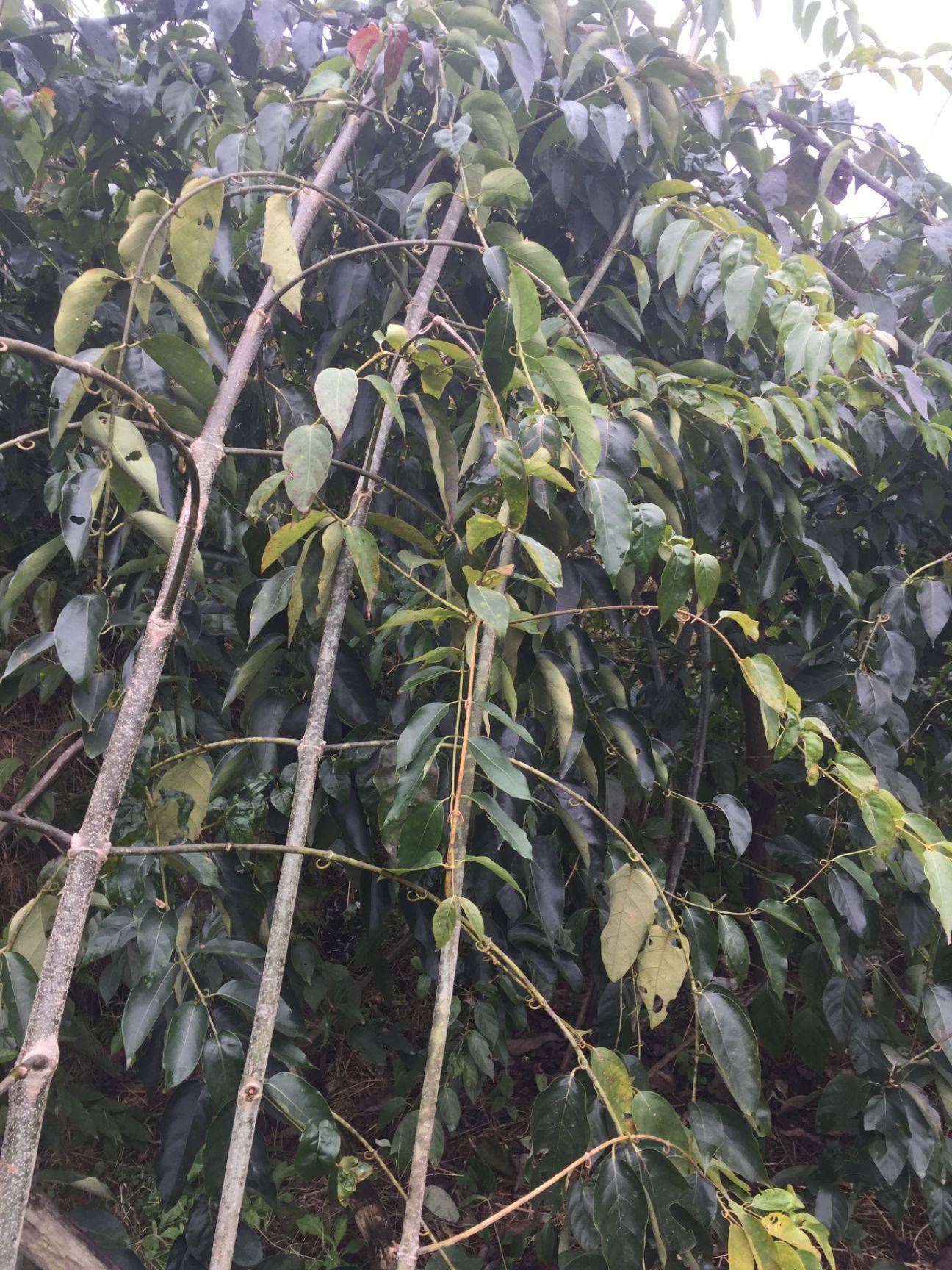 钩藤,别名钩丁,鹰爪风,倒挂剌等,枝,叶腋有成对或单生的钩