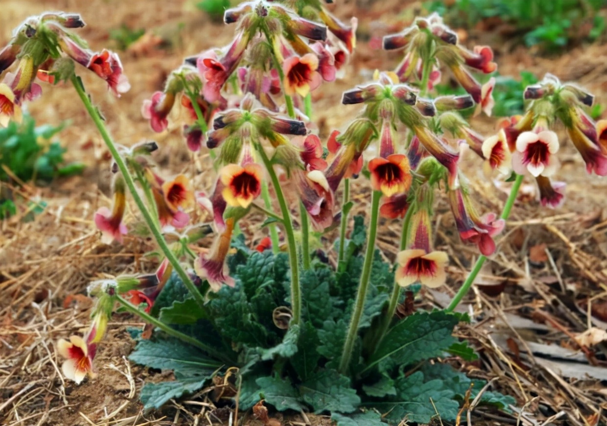 地黄价格2017(地黄) - 价格百科