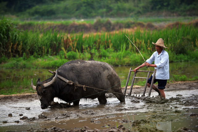 当然,对于大多数农民来说,牛是作为耕牛是农村重要的劳动力,在农业