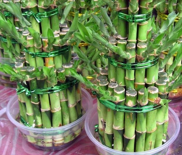 怎样养富贵竹？造型修剪不少，养“九楼宝塔”，富贵逼人