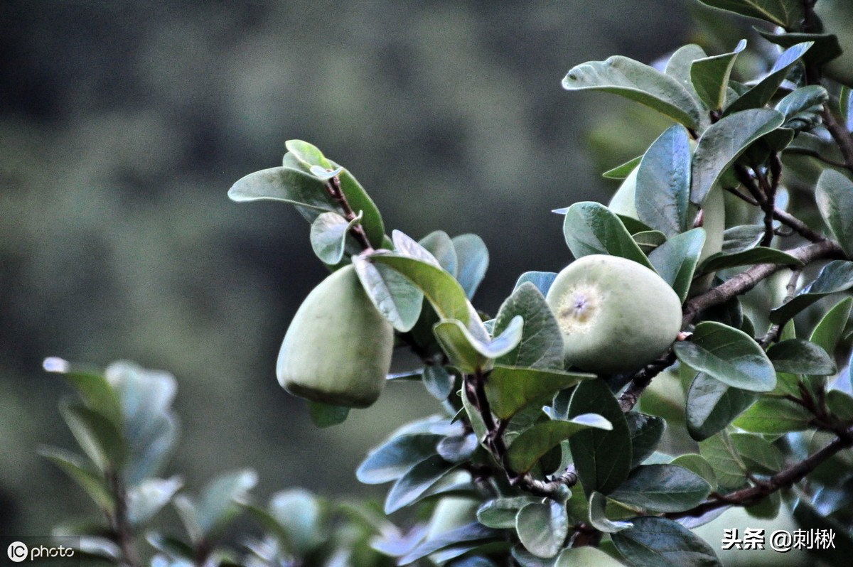 农村孩子喜欢把采摘的薜荔果做成解暑的冰粉,方法类似于用粗糠树果,假