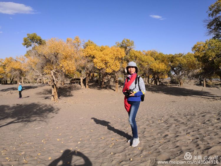 2019西北行｜胡杨：生而千年不死，死而千年不倒，倒而千年不朽