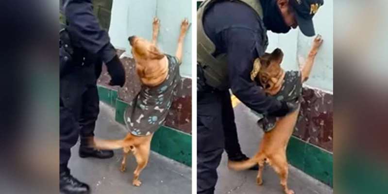 流浪狗到警察局门口讨饭吃，没想到却成为了警犬，连工作都解决了