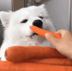 狗狗可以吃白萝卜吗（适合狗狗吃的几种食物）