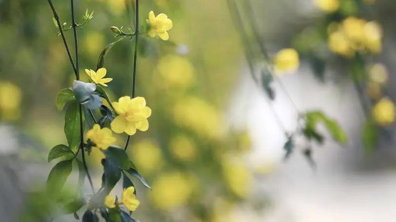 神仙颜值！苏州大学“最美校花”高清大图曝光！总有你喜欢的那一款
