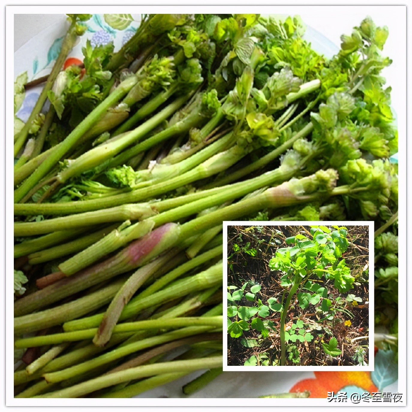 北方野菜图片名称大全(常吃的16种山野菜大图鉴)-思维风暴网