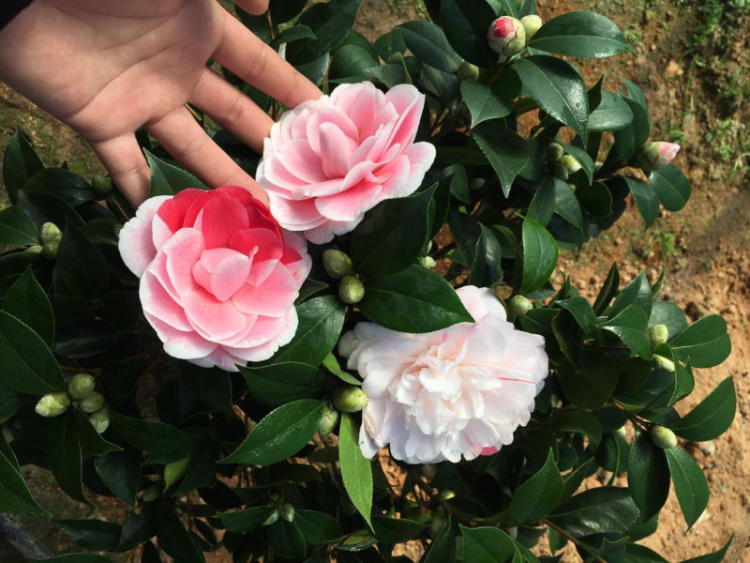 茶花在北方有暖气怎么养忌讳什么图文